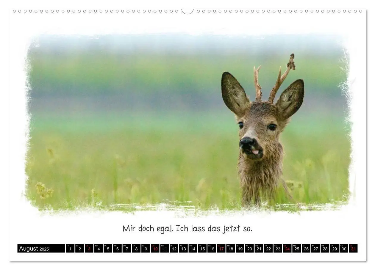 Bild: 9783435606382 | Tierisch witzig (Wandkalender 2025 DIN A2 quer), CALVENDO...