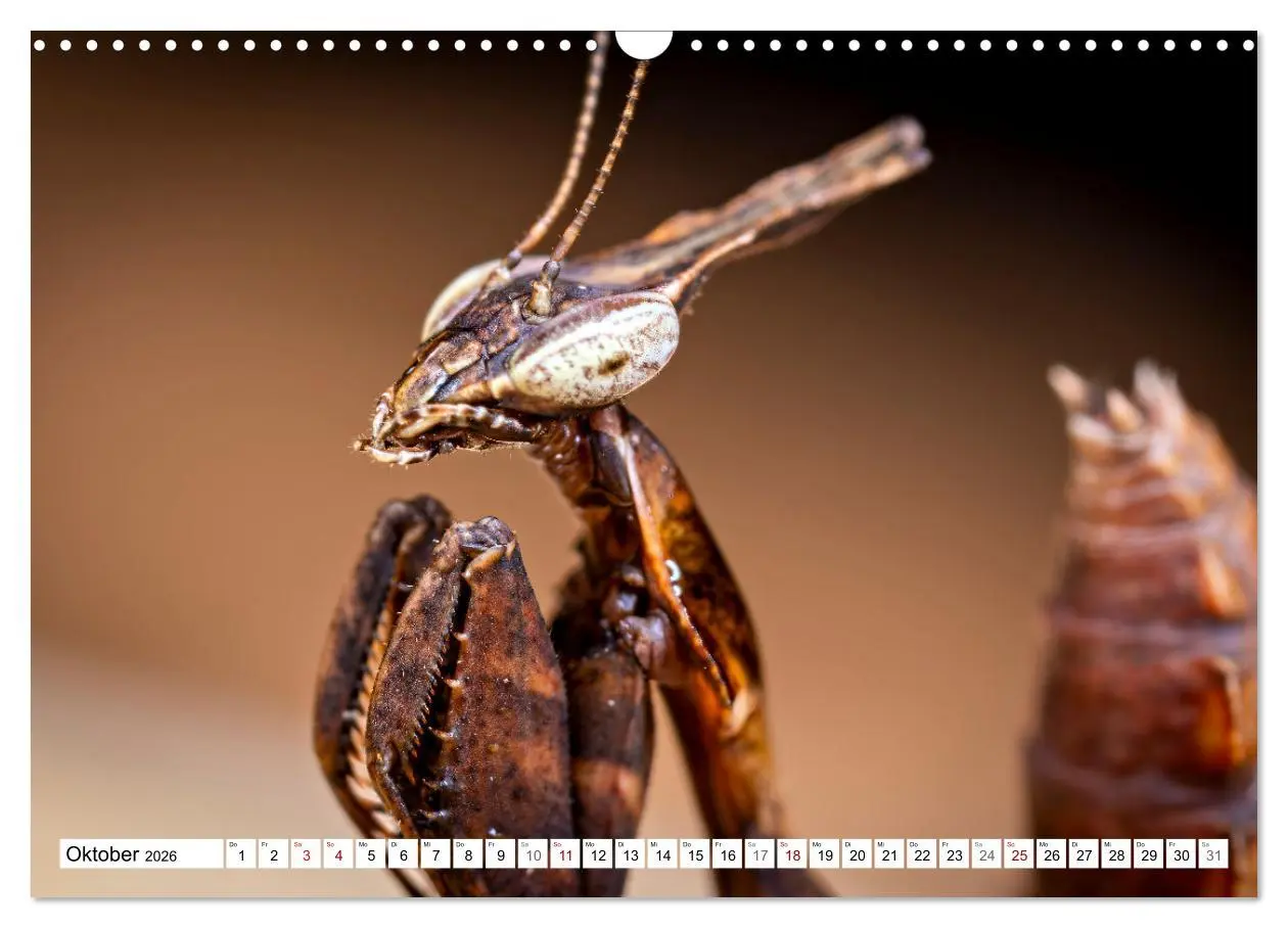 Bild: 9783457246382 | Im Bann der Mantis (Wandkalender 2026 DIN A3 quer), CALVENDO...