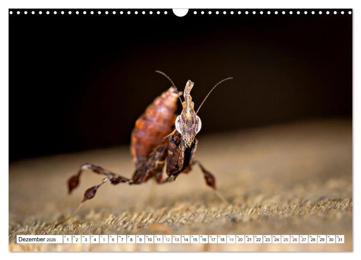 Bild: 9783457246382 | Im Bann der Mantis (Wandkalender 2026 DIN A3 quer), CALVENDO...