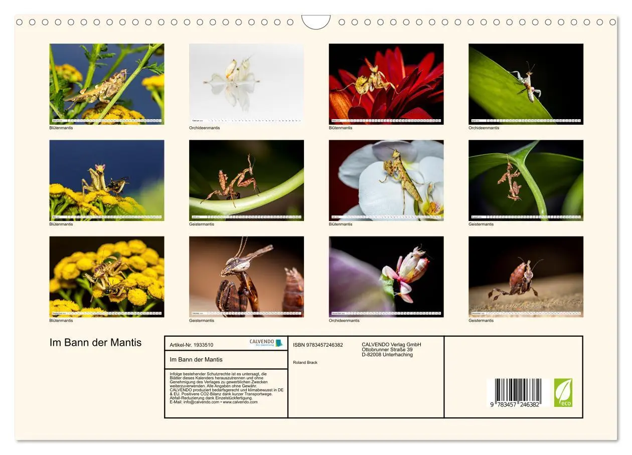Bild: 9783457246382 | Im Bann der Mantis (Wandkalender 2026 DIN A3 quer), CALVENDO...