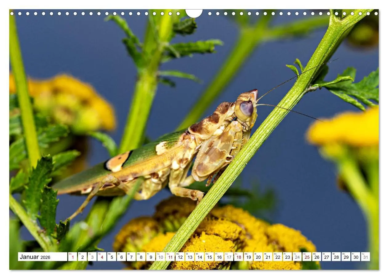 Bild: 9783457246382 | Im Bann der Mantis (Wandkalender 2026 DIN A3 quer), CALVENDO...