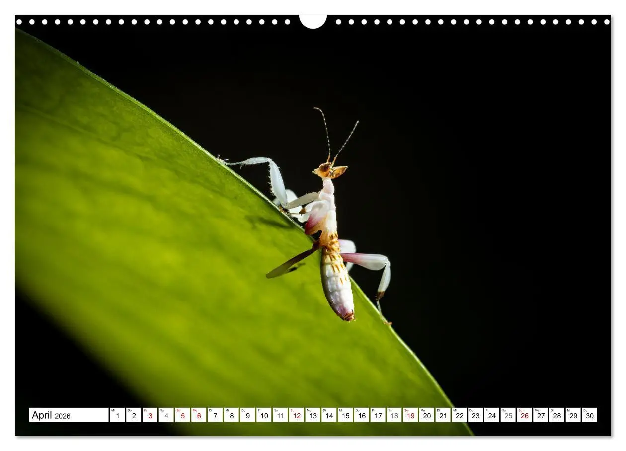 Bild: 9783457246382 | Im Bann der Mantis (Wandkalender 2026 DIN A3 quer), CALVENDO...