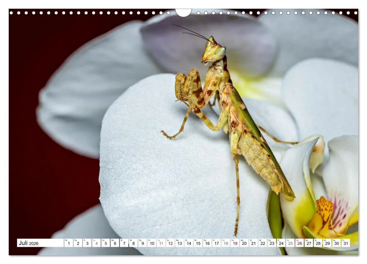 Bild: 9783457246382 | Im Bann der Mantis (Wandkalender 2026 DIN A3 quer), CALVENDO...