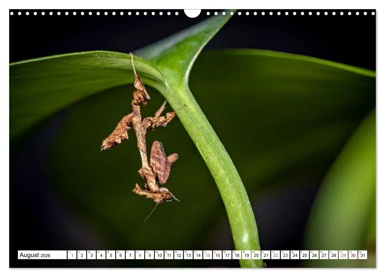 Bild: 9783457246382 | Im Bann der Mantis (Wandkalender 2026 DIN A3 quer), CALVENDO...
