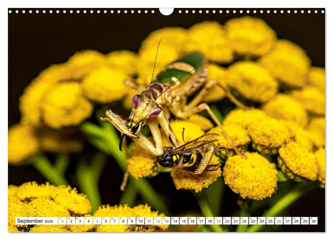 Bild: 9783457246382 | Im Bann der Mantis (Wandkalender 2026 DIN A3 quer), CALVENDO...
