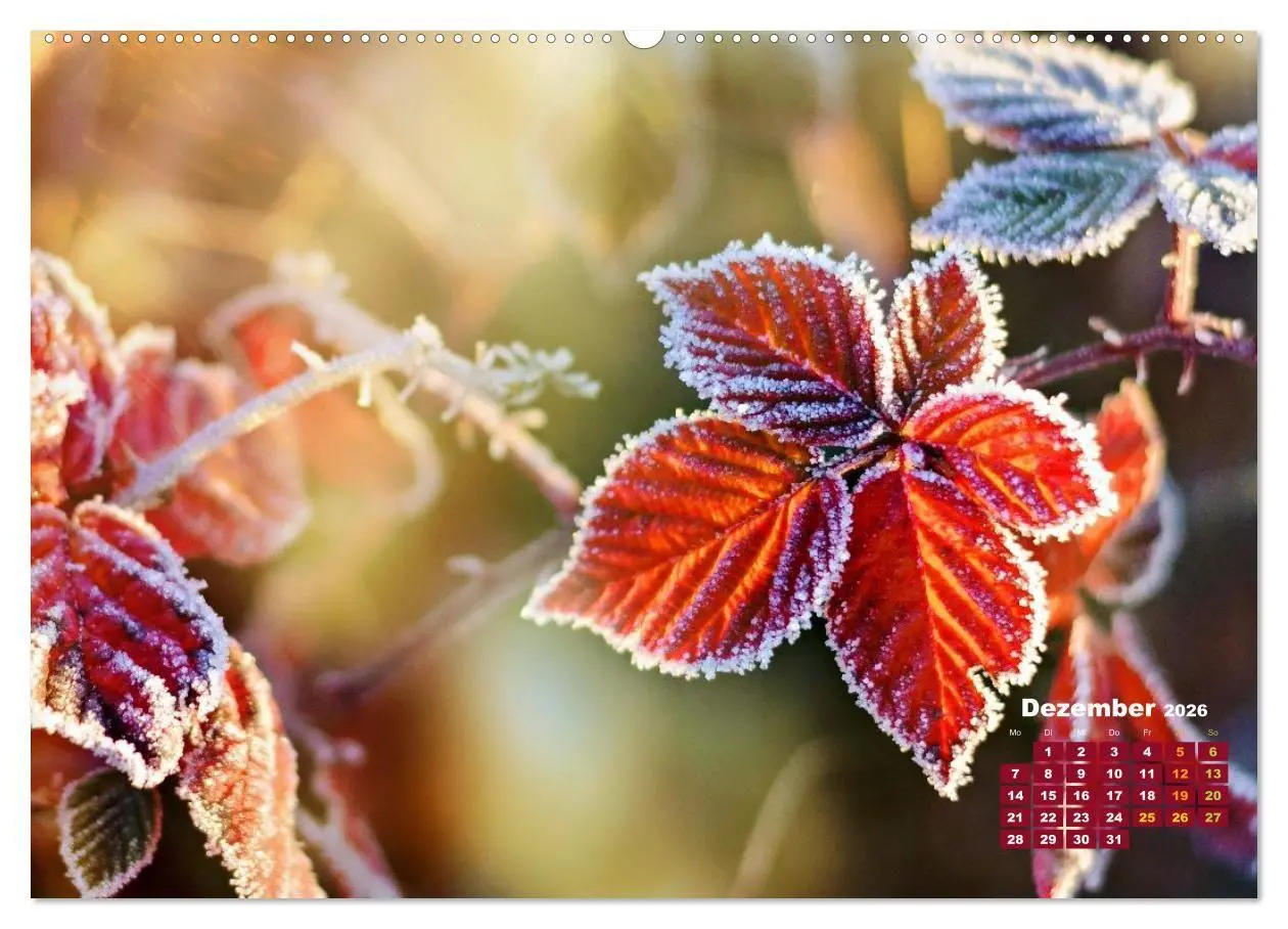 Bild: 9783516706482 | Die Welt in Orange (hochwertiger Premium Wandkalender 2026 DIN A2...