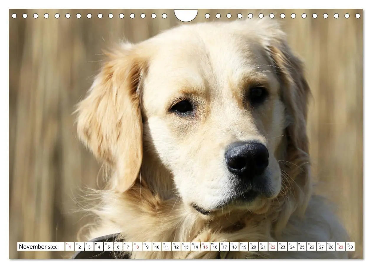 Bild: 9783516006582 | Golden Retriever ein treuer Begleiter (Wandkalender 2026 DIN A4...