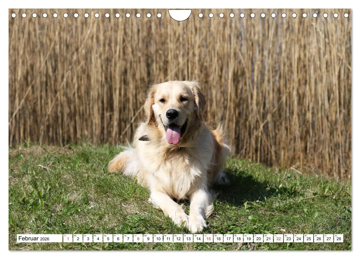 Bild: 9783516006582 | Golden Retriever ein treuer Begleiter (Wandkalender 2026 DIN A4...