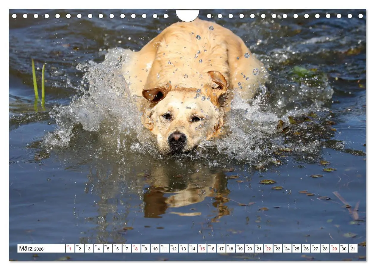 Bild: 9783516006582 | Golden Retriever ein treuer Begleiter (Wandkalender 2026 DIN A4...