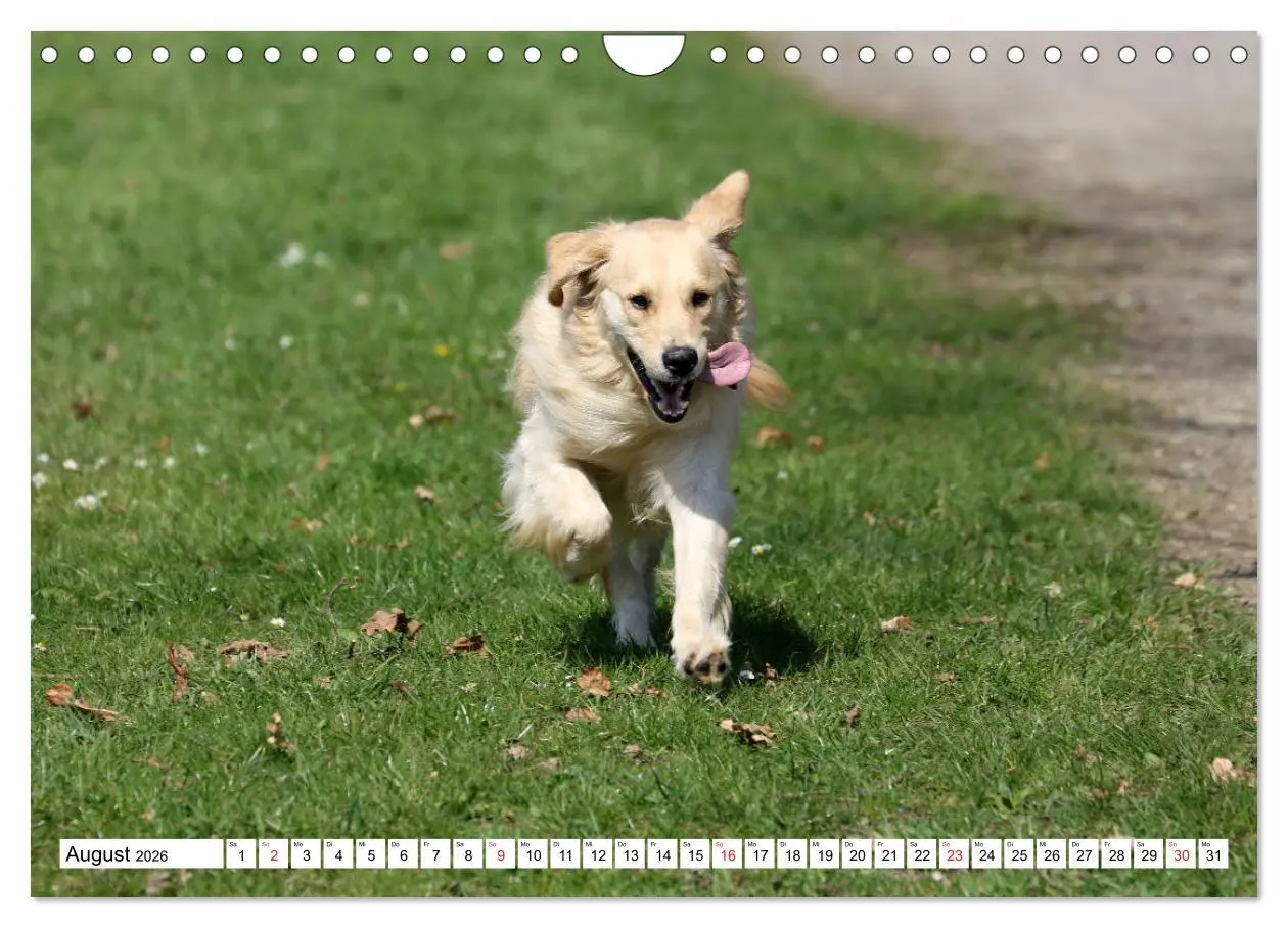 Bild: 9783516006582 | Golden Retriever ein treuer Begleiter (Wandkalender 2026 DIN A4...