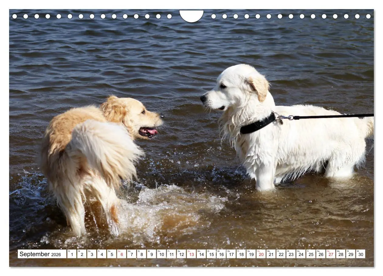 Bild: 9783516006582 | Golden Retriever ein treuer Begleiter (Wandkalender 2026 DIN A4...