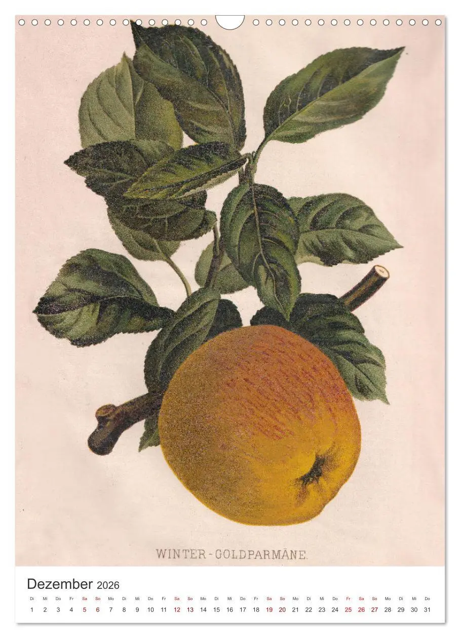Bild: 9783516246582 | Alte Obstsorten - Äpfel 2026 (Wandkalender 2026 DIN A3 hoch),...