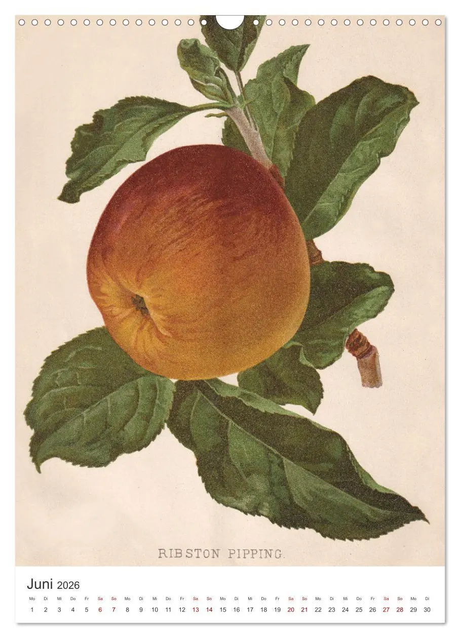 Bild: 9783516246582 | Alte Obstsorten - Äpfel 2026 (Wandkalender 2026 DIN A3 hoch),...