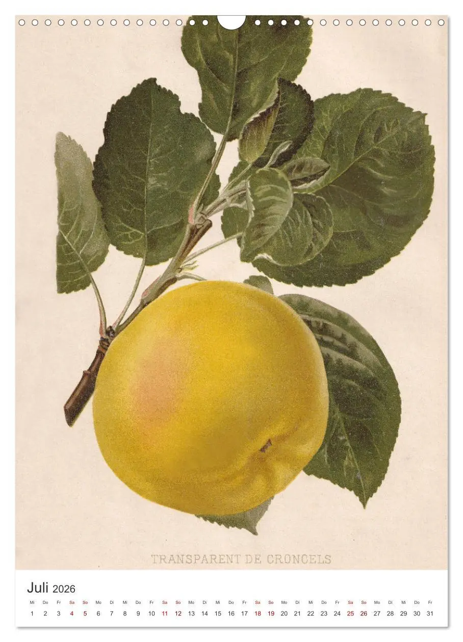 Bild: 9783516246582 | Alte Obstsorten - Äpfel 2026 (Wandkalender 2026 DIN A3 hoch),...