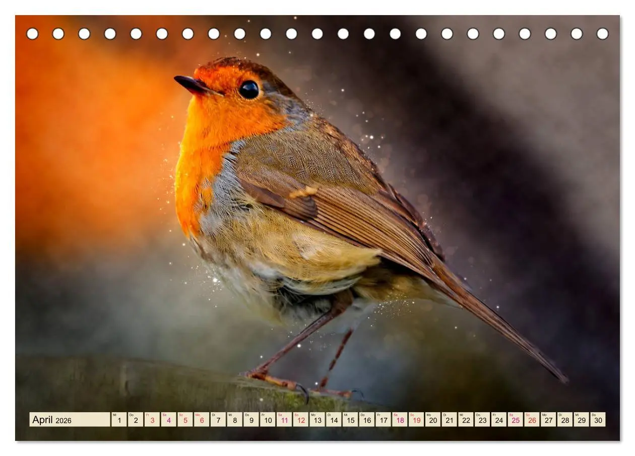 Bild: 9783457836682 | Bei uns im Garten - Rotkehlchen (Tischkalender 2026 DIN A5 quer),...