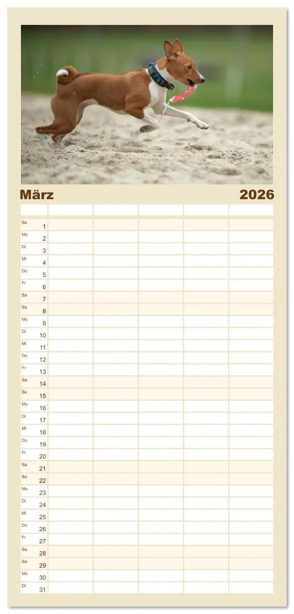 Bild: 9783516606782 | Familienplaner 2026 - Der Basenji mit 5 Spalten (Wandkalender, 21 x...