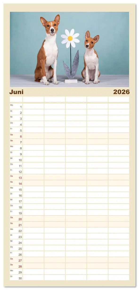 Bild: 9783516606782 | Familienplaner 2026 - Der Basenji mit 5 Spalten (Wandkalender, 21 x...