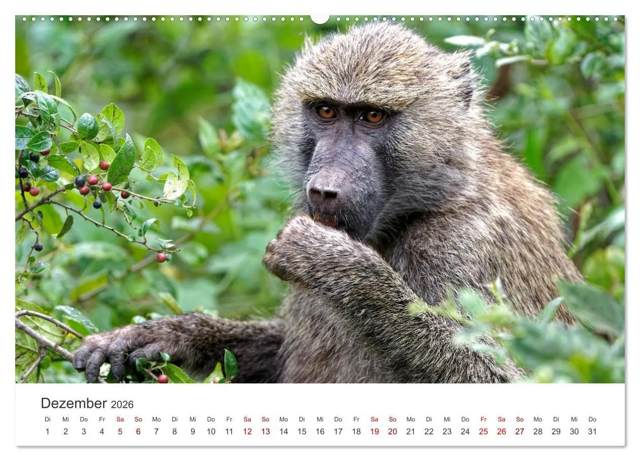 Bild: 9783457356982 | Tier Portraits Tansania (hochwertiger Premium Wandkalender 2026 DIN...
