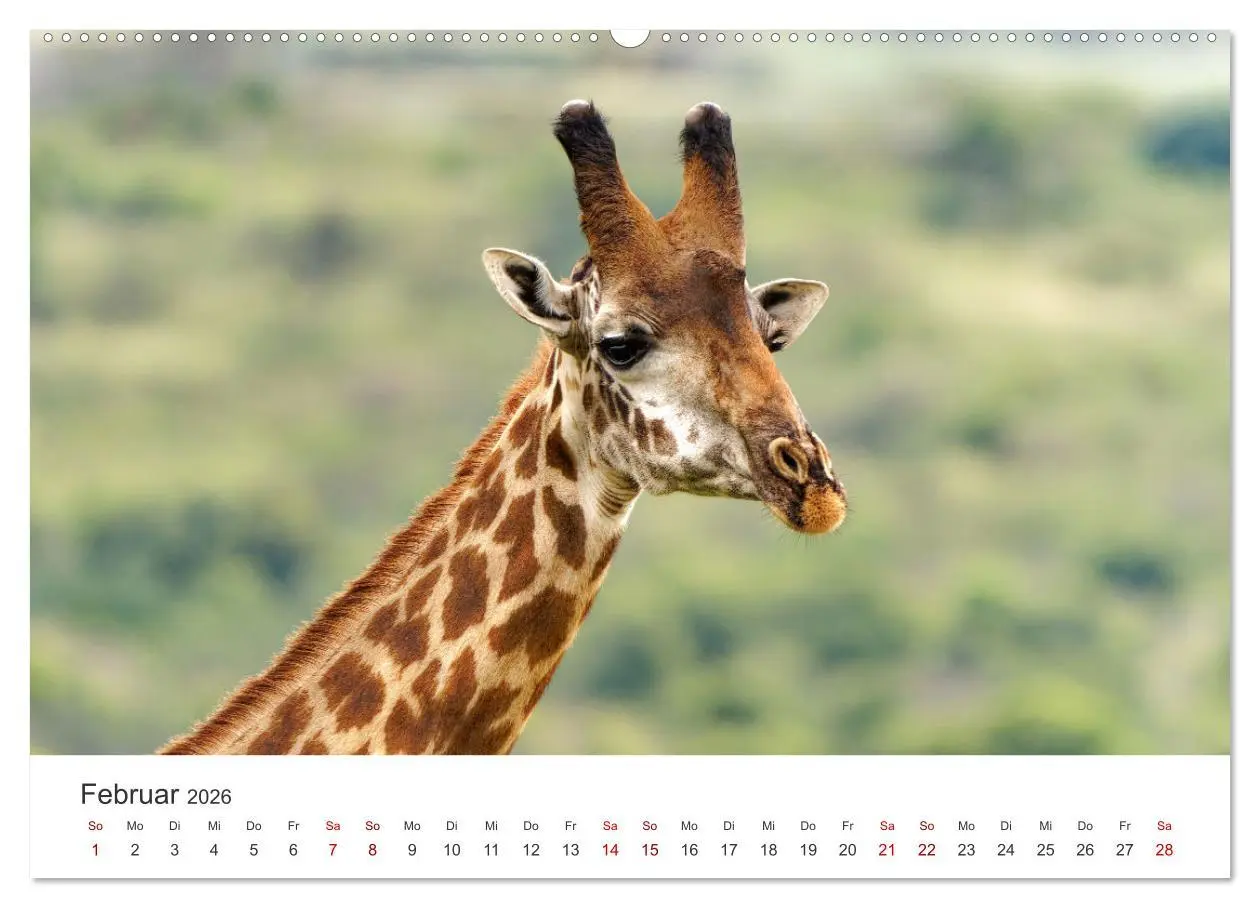 Bild: 9783457356982 | Tier Portraits Tansania (hochwertiger Premium Wandkalender 2026 DIN...