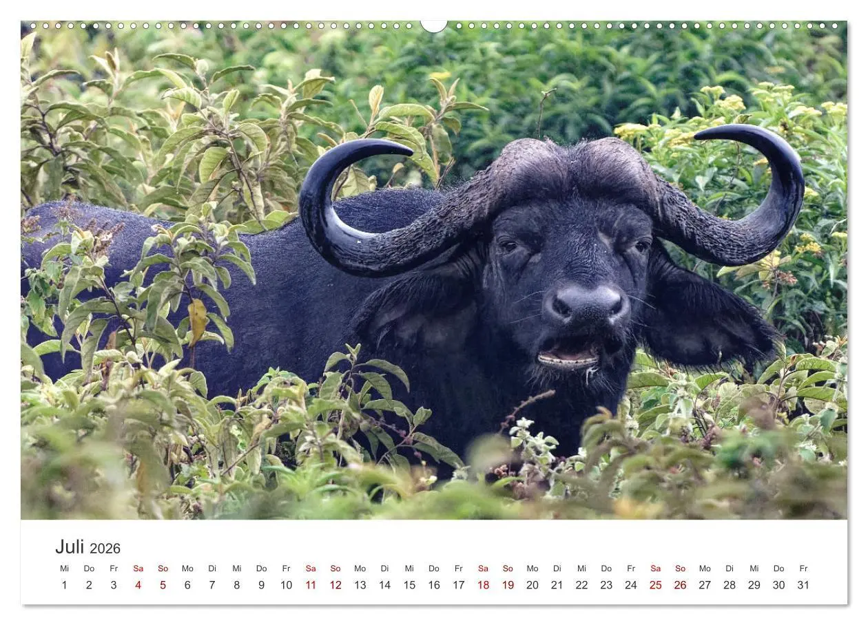Bild: 9783457356982 | Tier Portraits Tansania (hochwertiger Premium Wandkalender 2026 DIN...