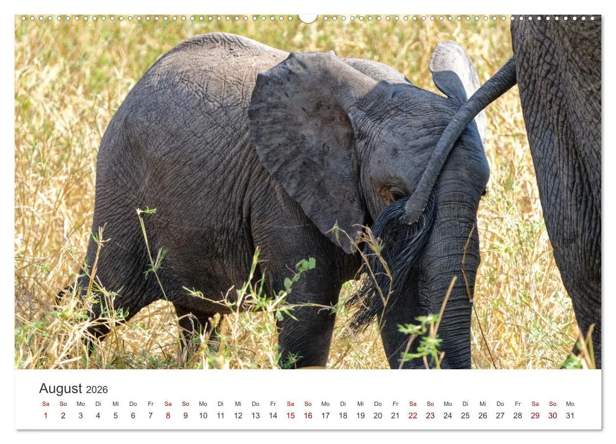 Bild: 9783457356982 | Tier Portraits Tansania (hochwertiger Premium Wandkalender 2026 DIN...
