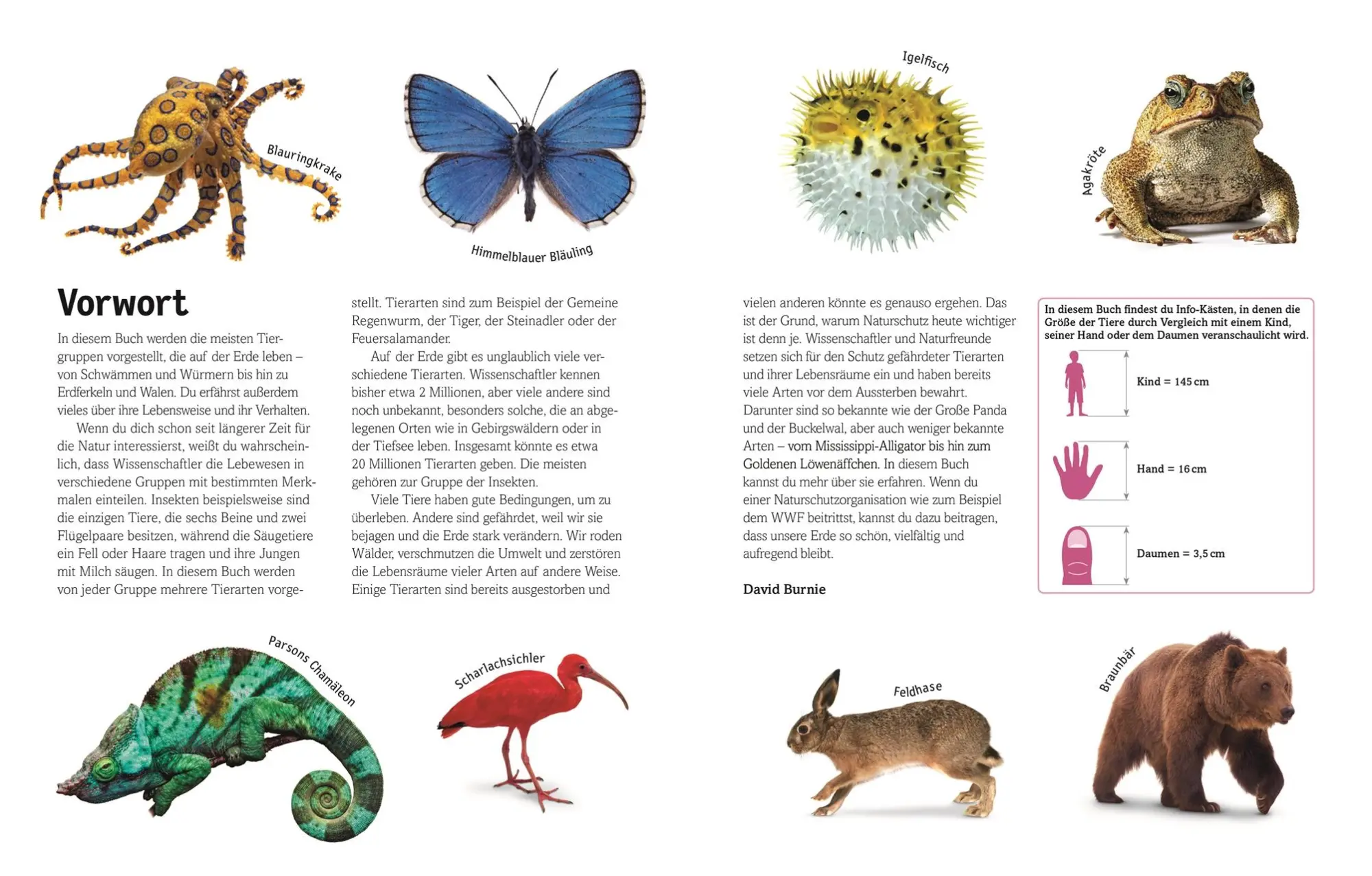 Bild: 9783831026982 | Tiere | Säugetiere, Vögel, Fische, Reptilien und Insekten | Burnie