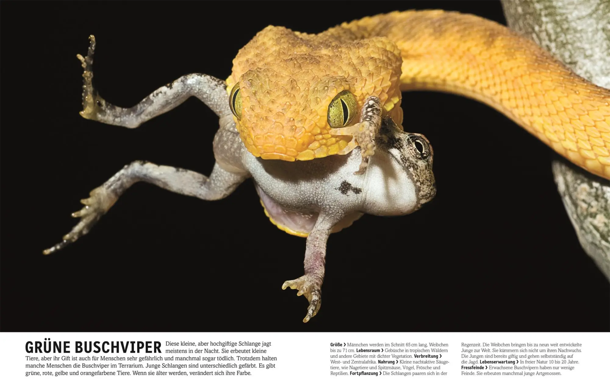 Bild: 9783831026982 | Tiere | Säugetiere, Vögel, Fische, Reptilien und Insekten | Burnie