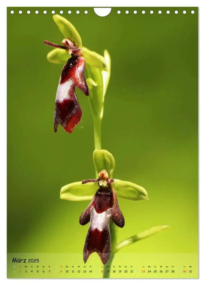 Bild: 9783457007082 | Juwelen der Natur - Ein Orchideensommer (Wandkalender 2025 DIN A4...