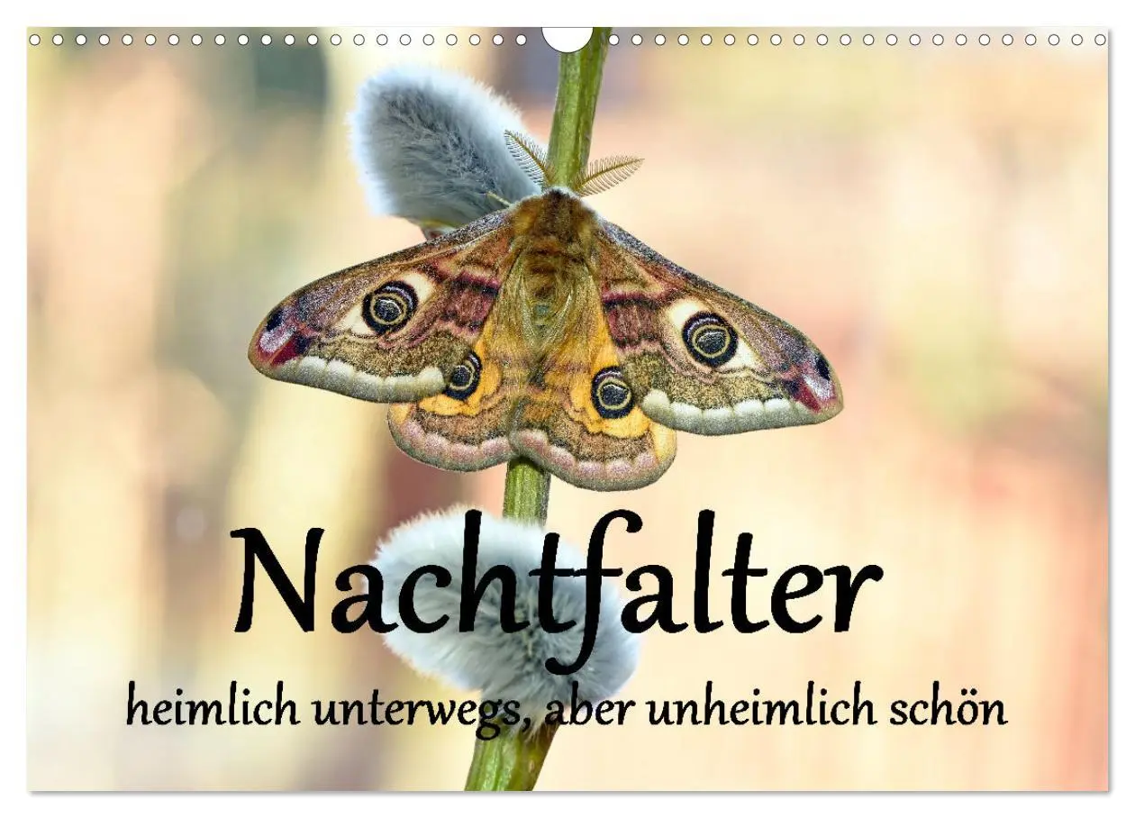 Cover: 9783457487082 | Nachtfalter - heimlich unterwegs, aber unheimlich schön...