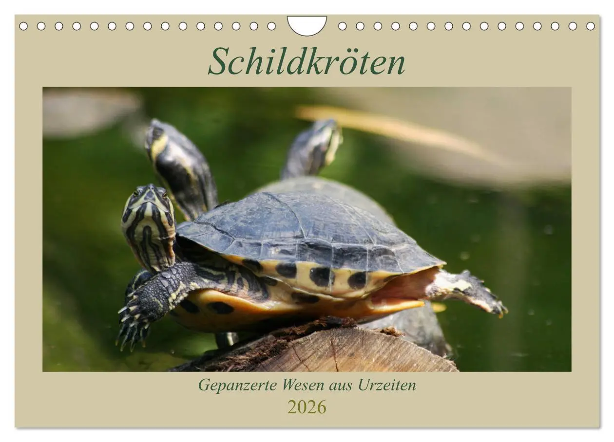 Cover: 9783457867082 | Schildkröten - Gepanzerte Wesen aus Urzeiten (Wandkalender 2026 DIN...