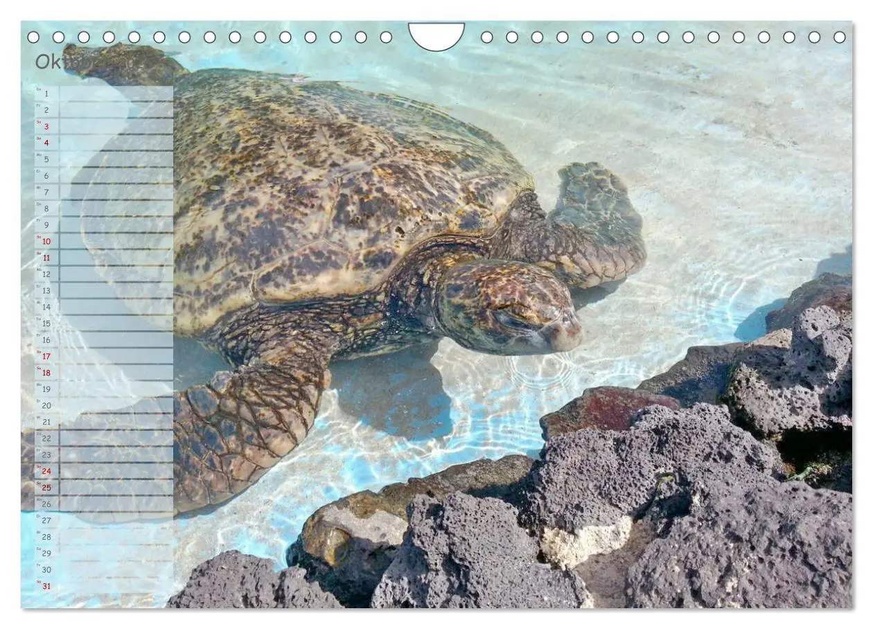 Bild: 9783457867082 | Schildkröten - Gepanzerte Wesen aus Urzeiten (Wandkalender 2026 DIN...