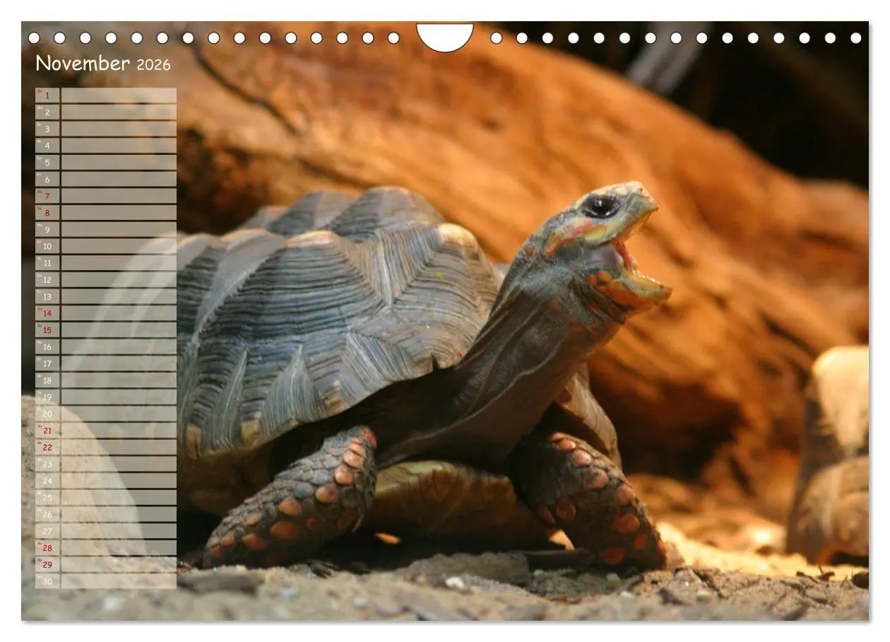 Bild: 9783457867082 | Schildkröten - Gepanzerte Wesen aus Urzeiten (Wandkalender 2026 DIN...
