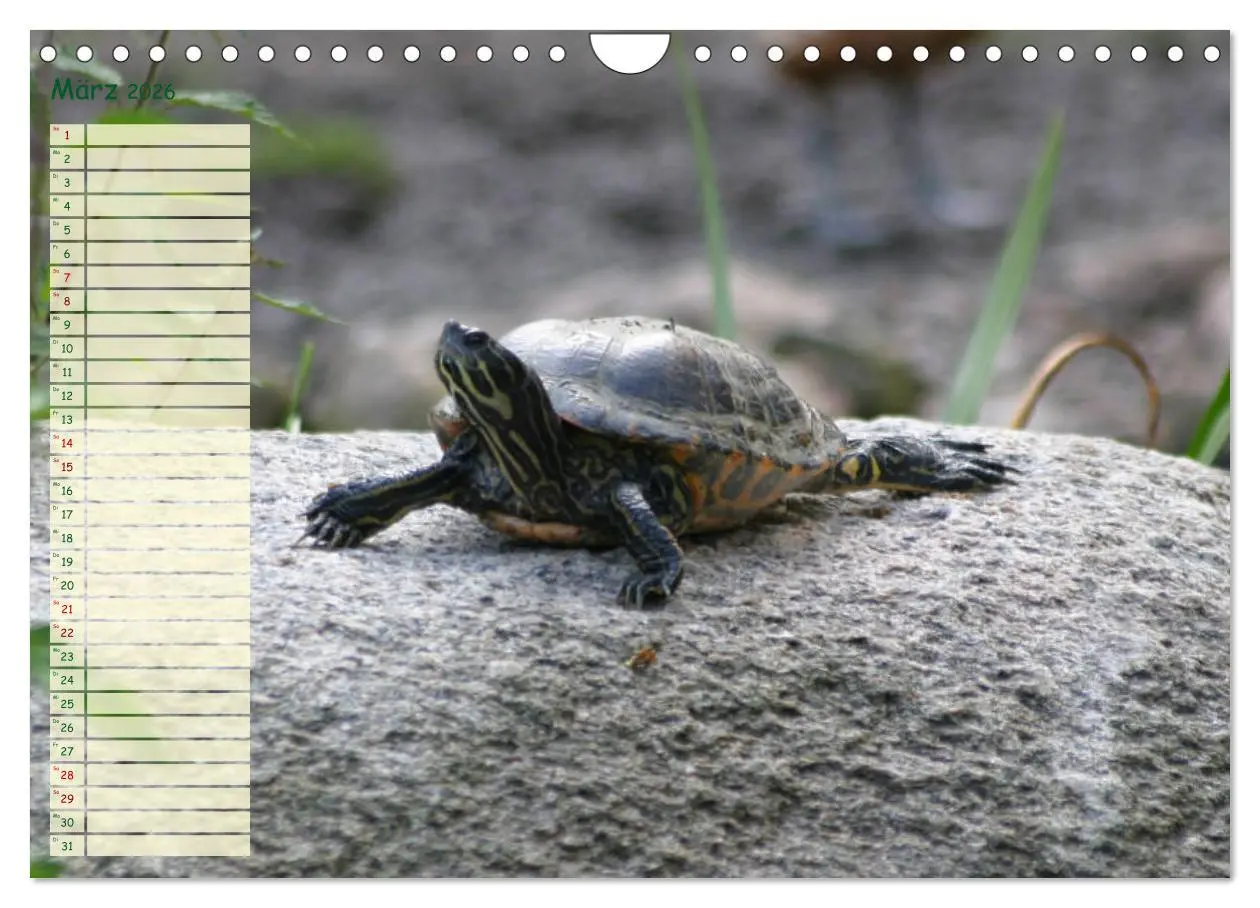 Bild: 9783457867082 | Schildkröten - Gepanzerte Wesen aus Urzeiten (Wandkalender 2026 DIN...