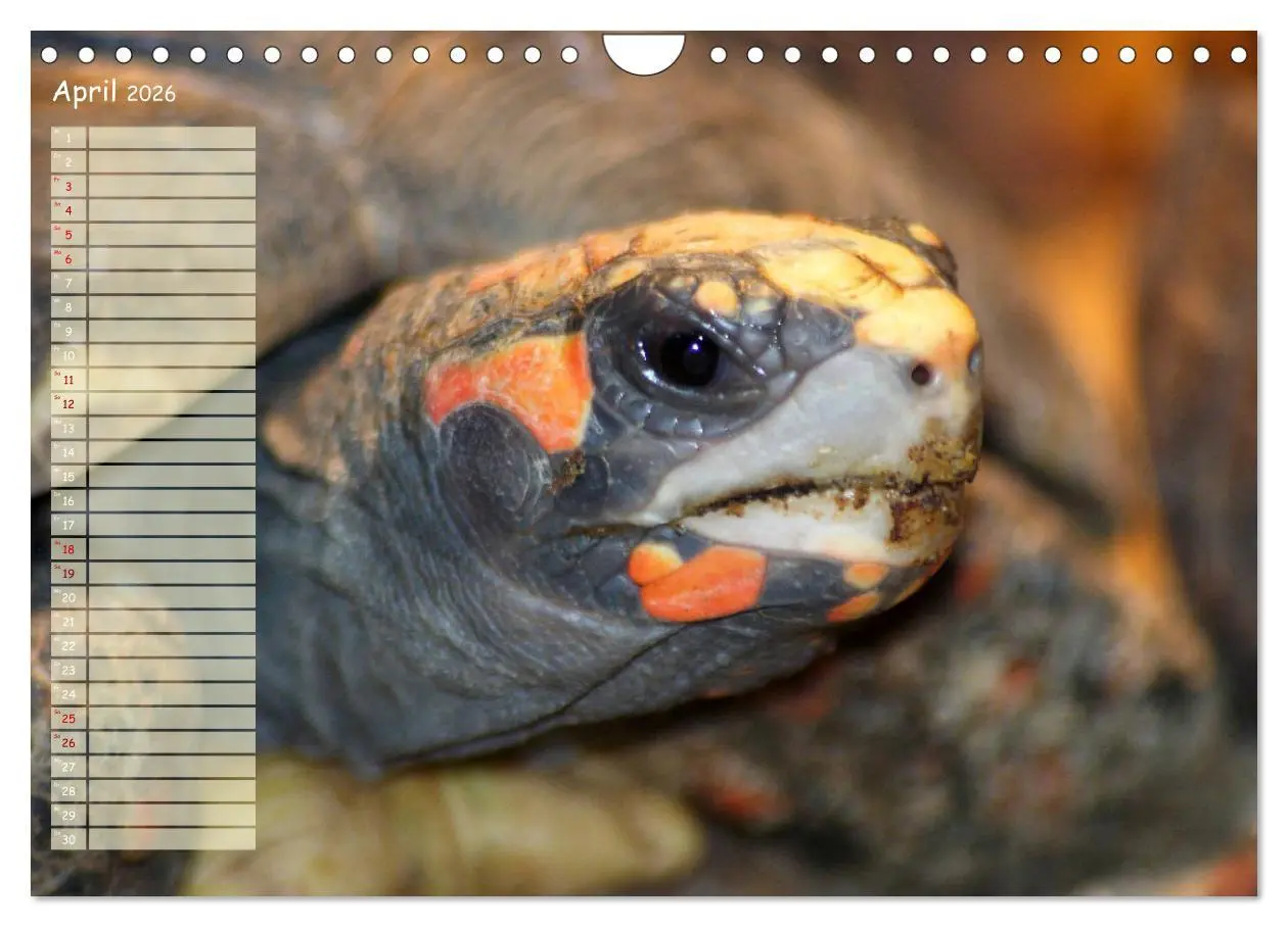 Bild: 9783457867082 | Schildkröten - Gepanzerte Wesen aus Urzeiten (Wandkalender 2026 DIN...