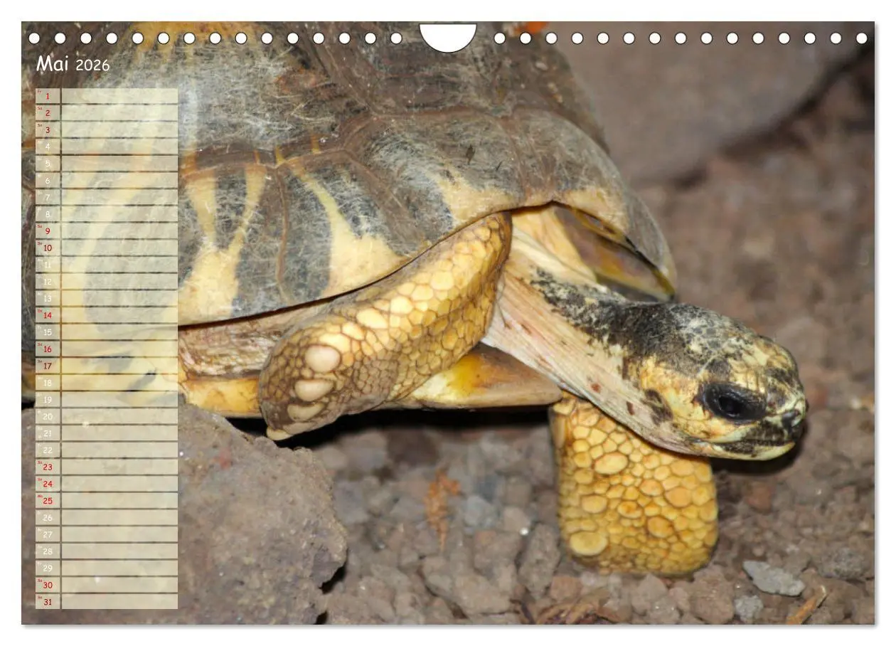 Bild: 9783457867082 | Schildkröten - Gepanzerte Wesen aus Urzeiten (Wandkalender 2026 DIN...
