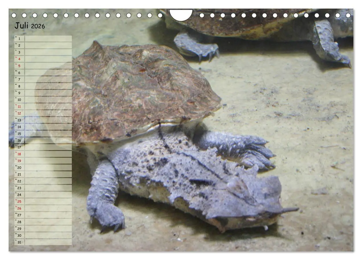 Bild: 9783457867082 | Schildkröten - Gepanzerte Wesen aus Urzeiten (Wandkalender 2026 DIN...