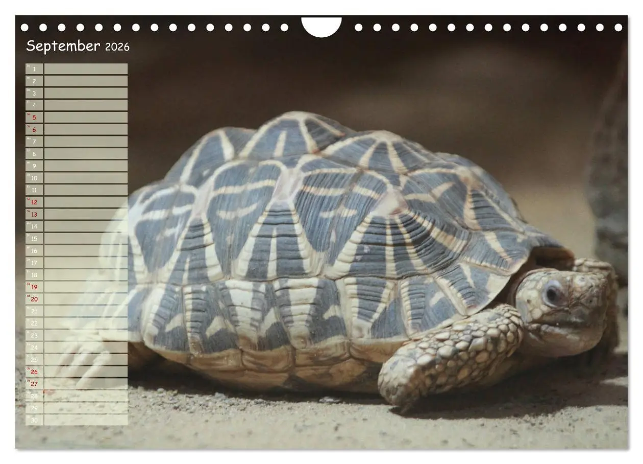 Bild: 9783457867082 | Schildkröten - Gepanzerte Wesen aus Urzeiten (Wandkalender 2026 DIN...
