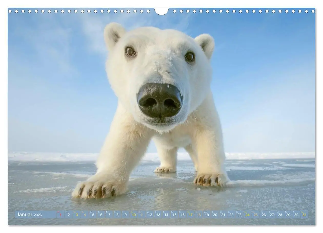 Bild: 9783516647082 | Eisbären: Lebenskünstler im Eis (Wandkalender 2026 DIN A3 quer),...