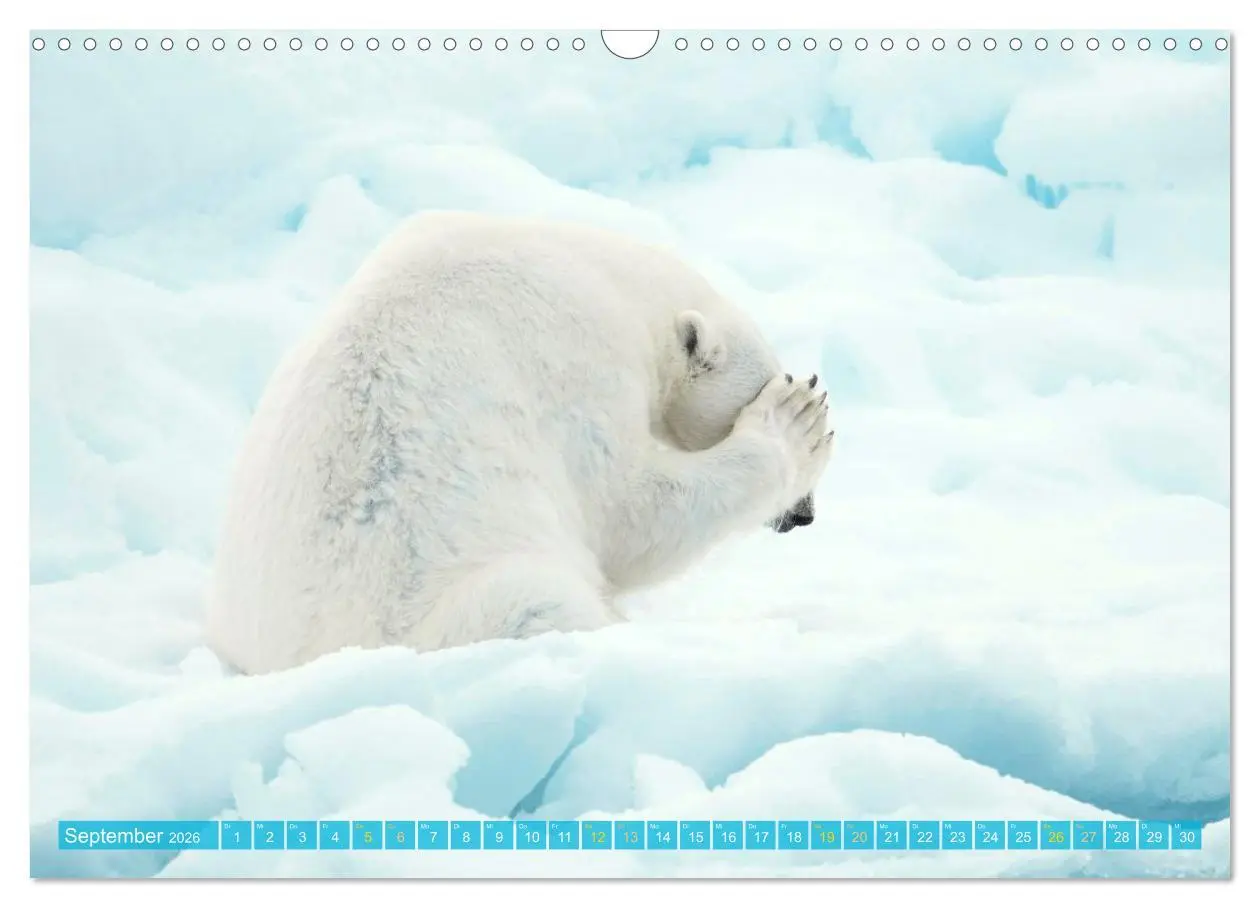 Bild: 9783516647082 | Eisbären: Lebenskünstler im Eis (Wandkalender 2026 DIN A3 quer),...