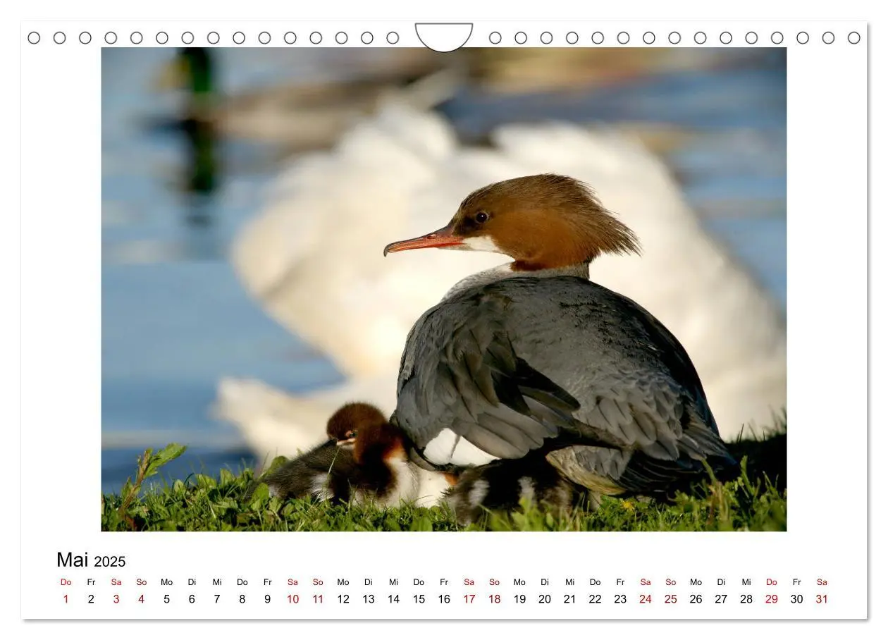 Bild: 9783435377282 | Nymphenburger Park (Wandkalender 2025 DIN A4 quer), CALVENDO...