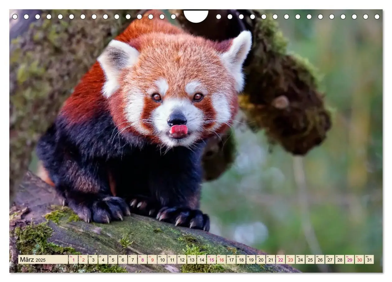 Bild: 9783435437382 | Kleiner Panda (Wandkalender 2025 DIN A4 quer), CALVENDO Monatskalender