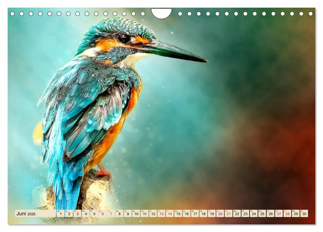 Bild: 9783457837382 | Wunderschöner Eisvogel (Wandkalender 2026 DIN A4 quer), CALVENDO...