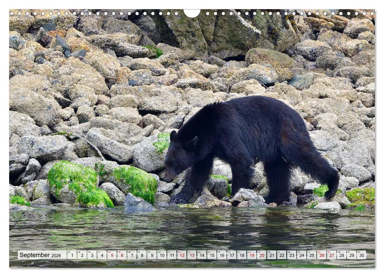 Bild: 9783457907382 | Faszination Vancouver Island (Wandkalender 2026 DIN A3 quer),...