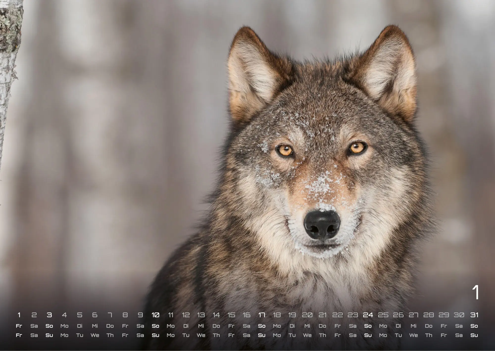 Bild: 9783986737382 | Wolf - Im Schatten des Waldes - 2027 - Kalender DIN A3 | GP-Fever. de