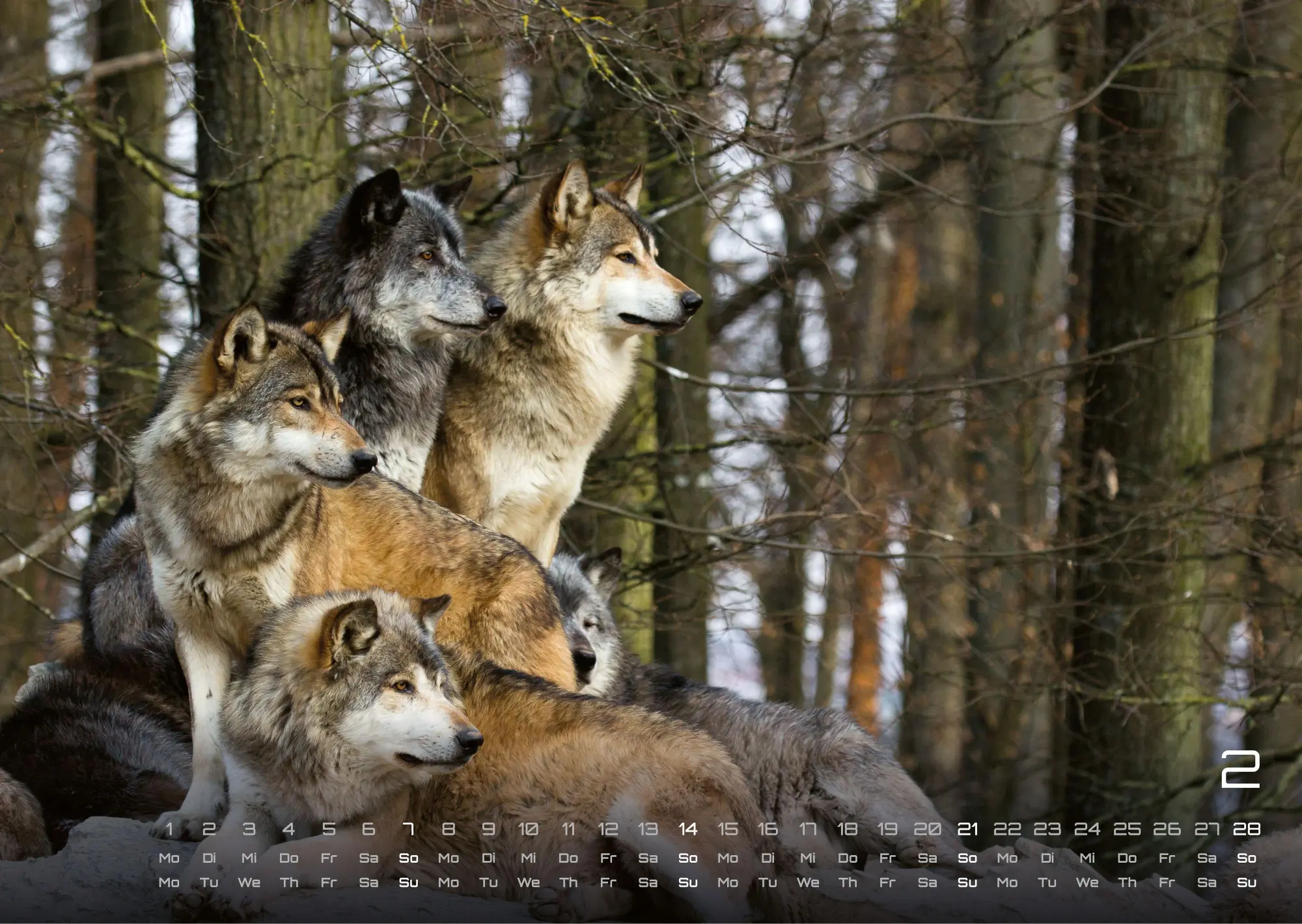 Bild: 9783986737382 | Wolf - Im Schatten des Waldes - 2027 - Kalender DIN A3 | GP-Fever. de