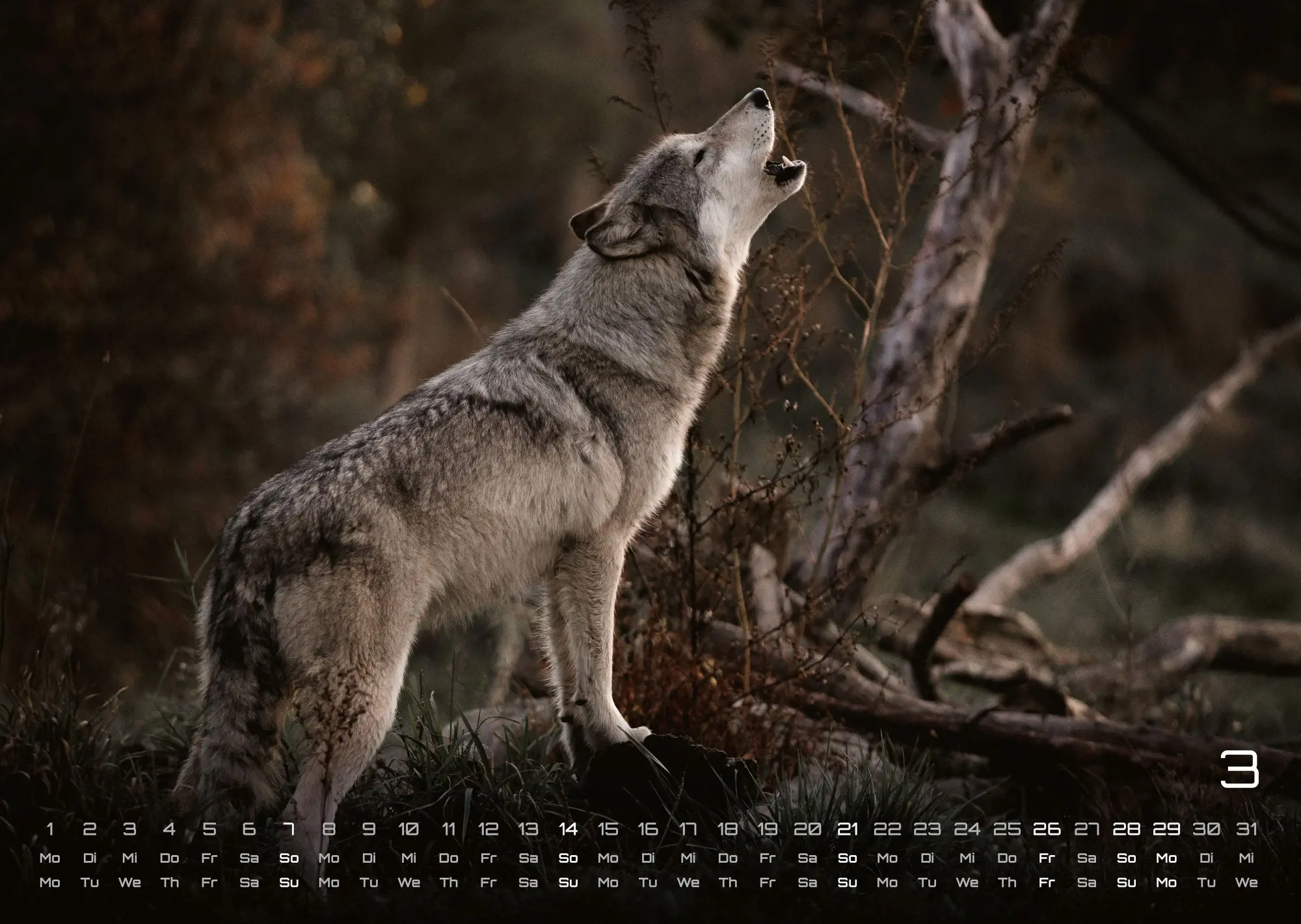 Bild: 9783986737382 | Wolf - Im Schatten des Waldes - 2027 - Kalender DIN A3 | GP-Fever. de