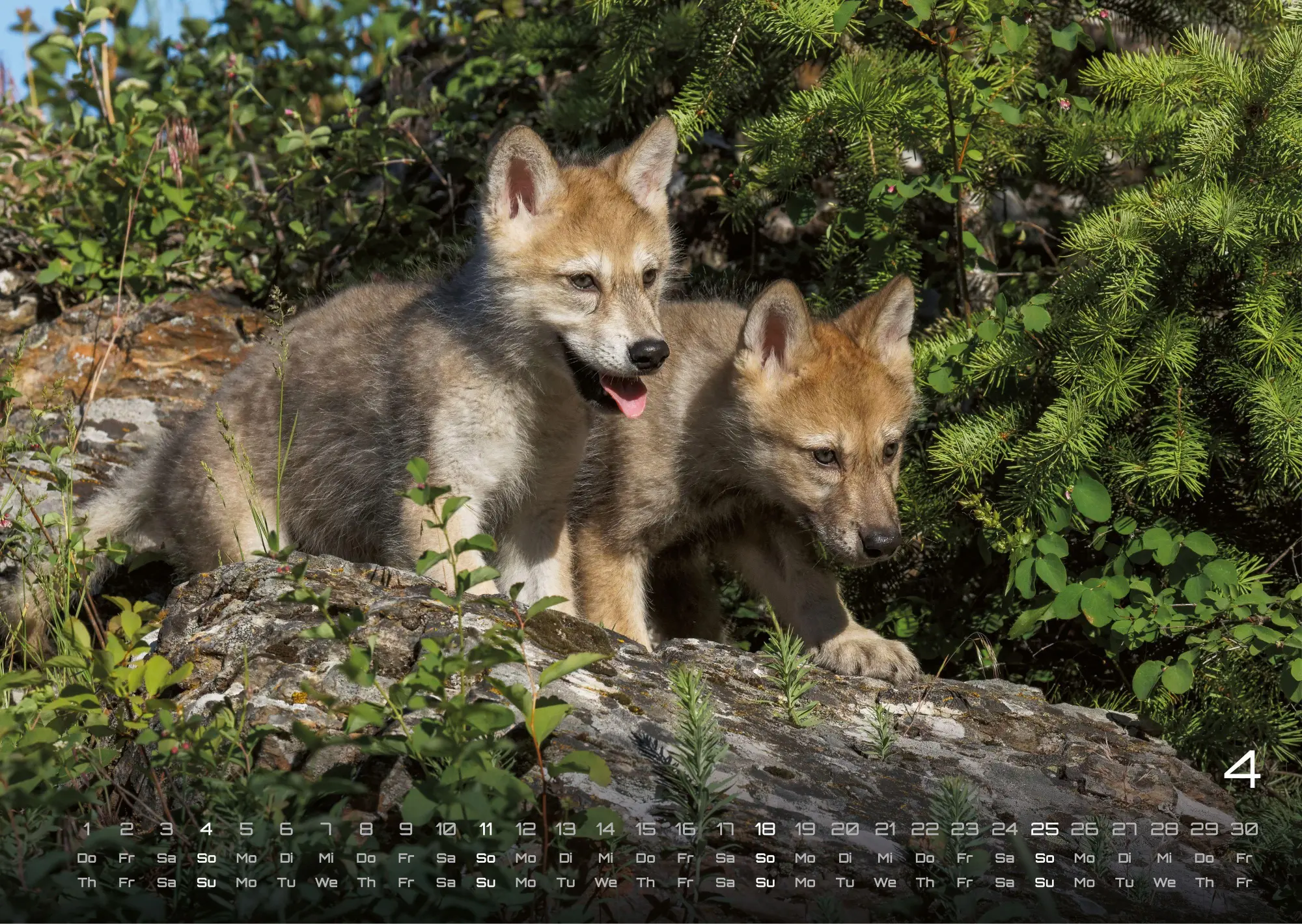 Bild: 9783986737382 | Wolf - Im Schatten des Waldes - 2027 - Kalender DIN A3 | GP-Fever. de