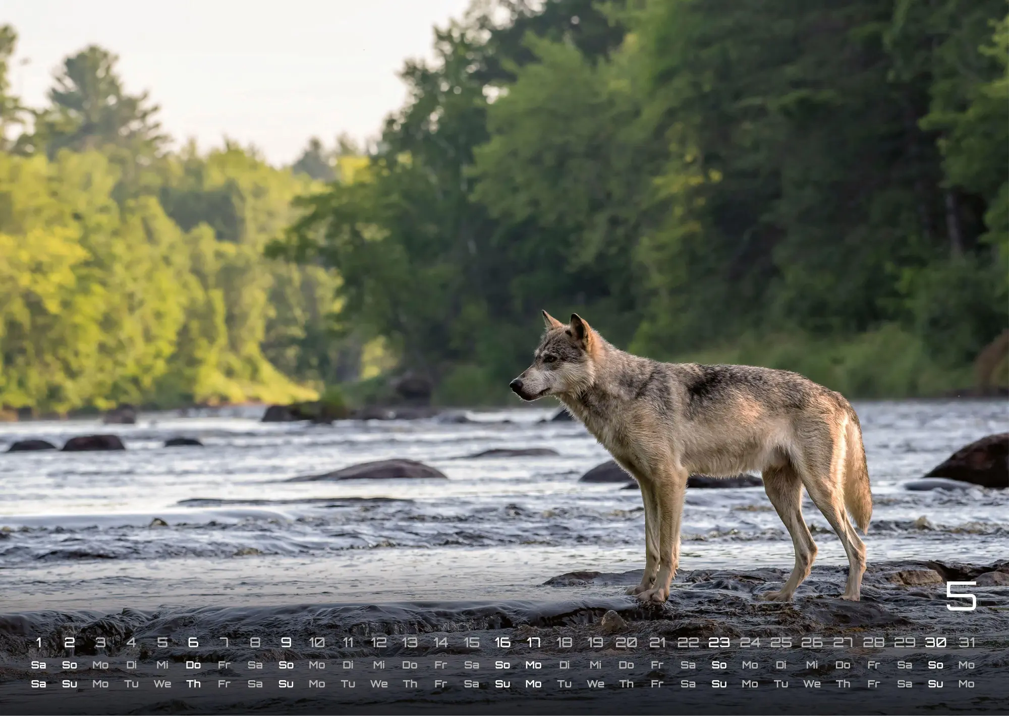 Bild: 9783986737382 | Wolf - Im Schatten des Waldes - 2027 - Kalender DIN A3 | GP-Fever. de