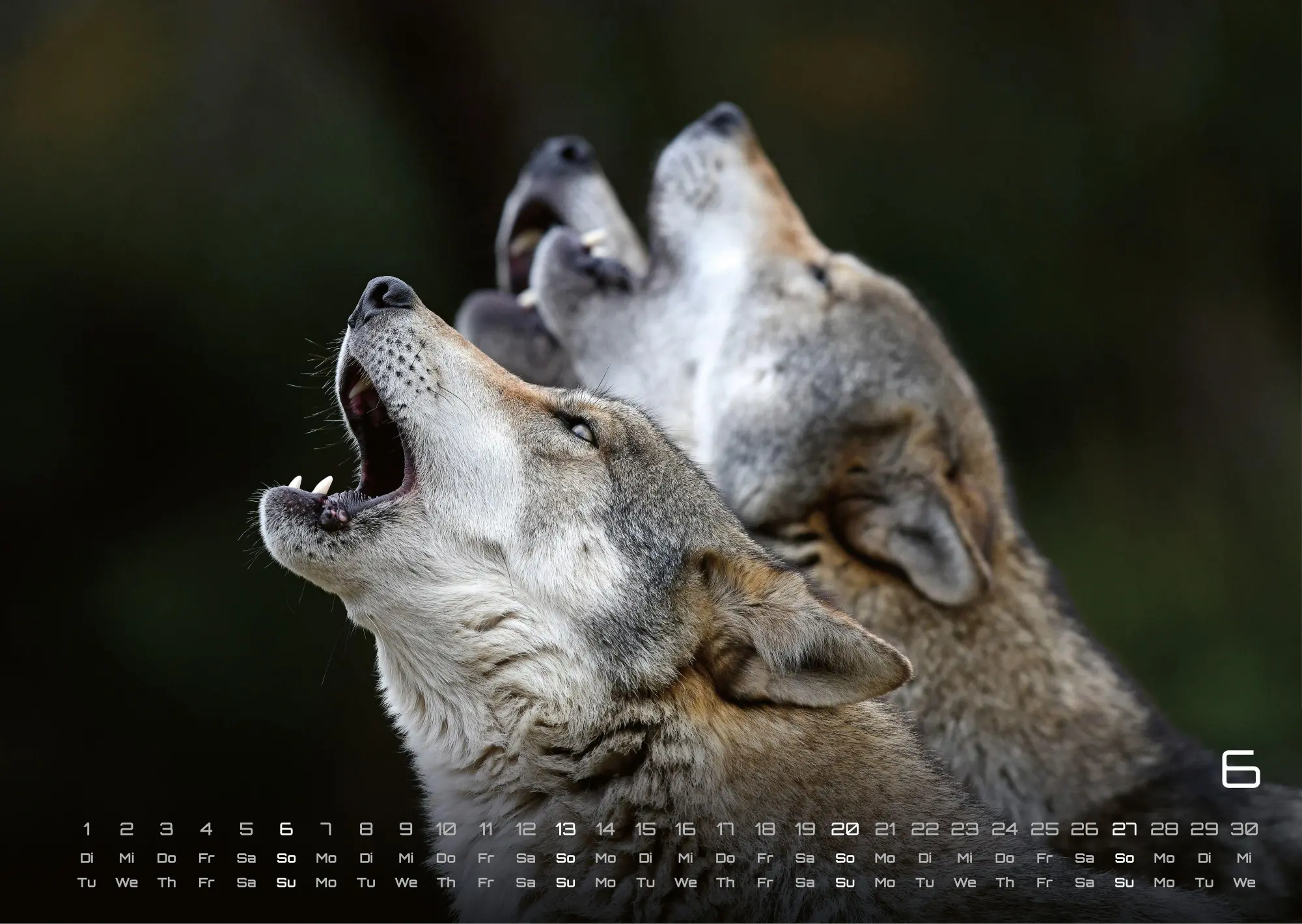 Bild: 9783986737382 | Wolf - Im Schatten des Waldes - 2027 - Kalender DIN A3 | GP-Fever. de