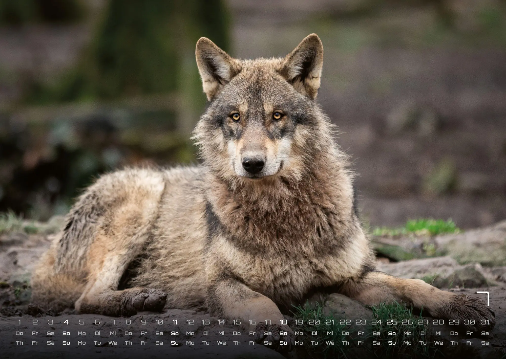 Bild: 9783986737382 | Wolf - Im Schatten des Waldes - 2027 - Kalender DIN A3 | GP-Fever. de